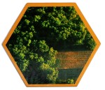 Forest - 1st/2nd Edition