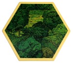 Forest 3rd